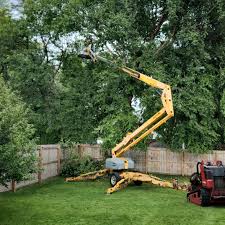 How Our Tree Care Process Works  in Escalon, CA